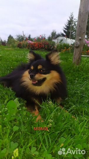 Щенки шпица