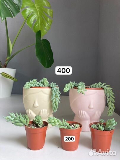 Очиток седум моргана