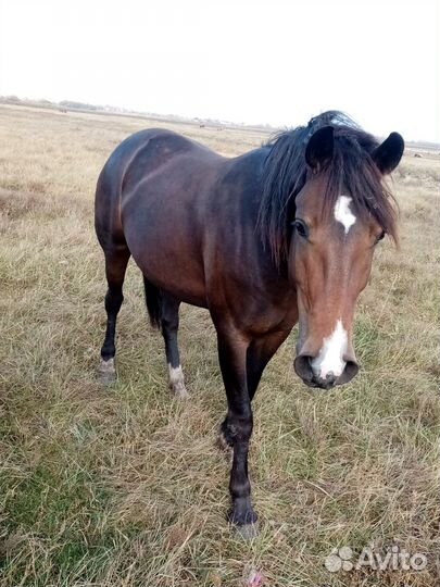 Овцы, лошади