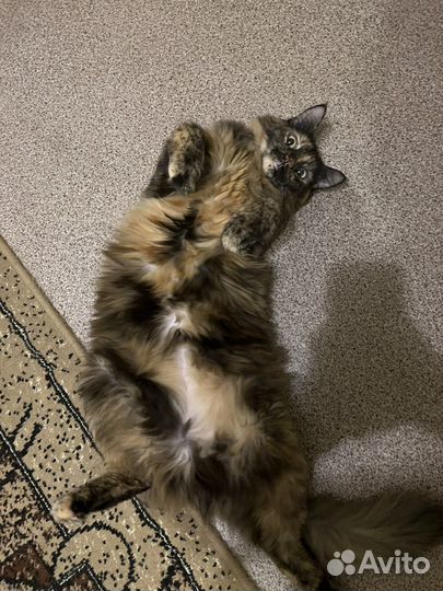 Зооняня / Передержка кошек