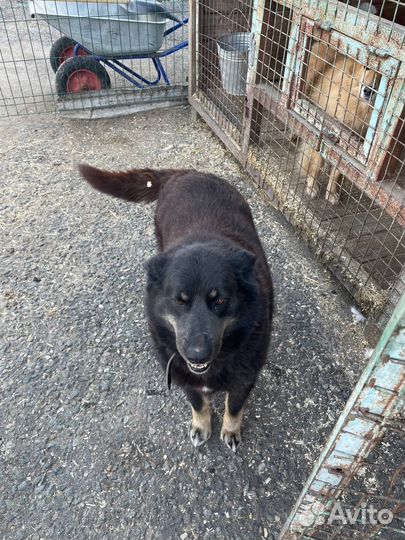 Собака из приюта Мусенька ищет дом