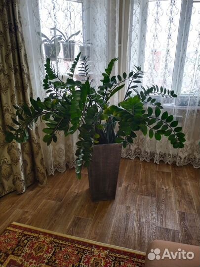 Замеакулькас