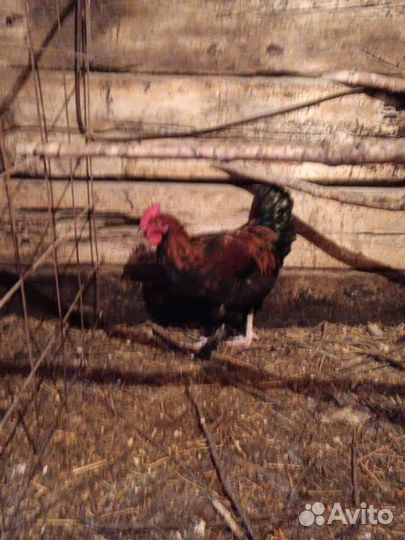 Петух маран, ликбар