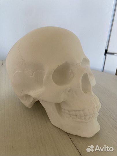Череп из гипса