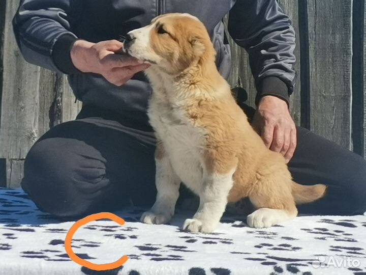 Среднеазиатская овчарка