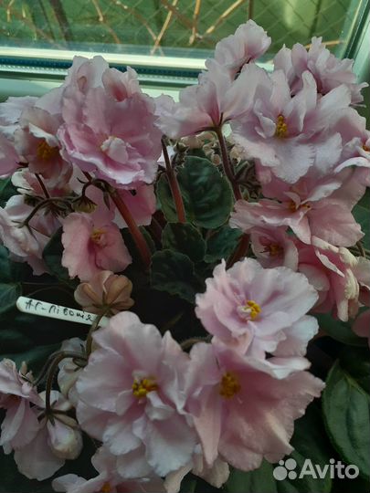 Сортовые фиалки цветущие, детки