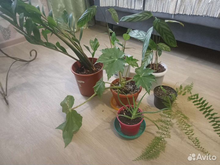 Продам цветы комнатные