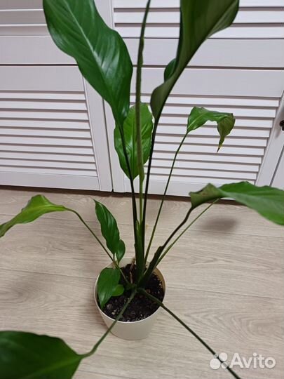 Спатифиллум