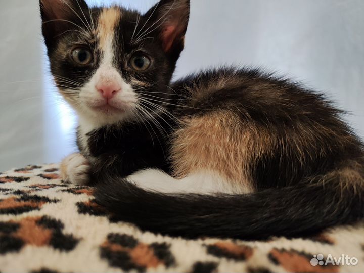 Трехшерстные котята