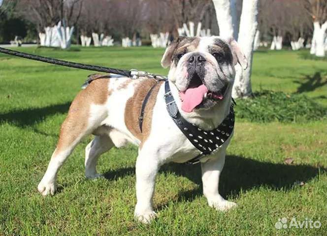 Для собак больших и маленьких