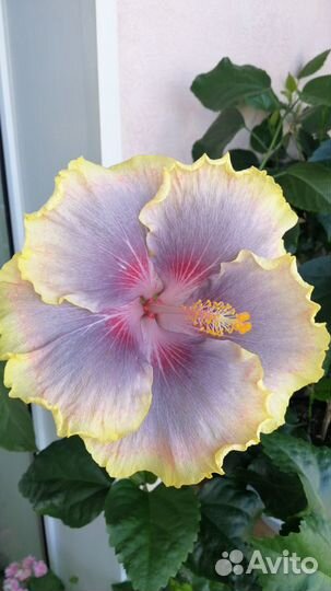 Гибискусы сортовые