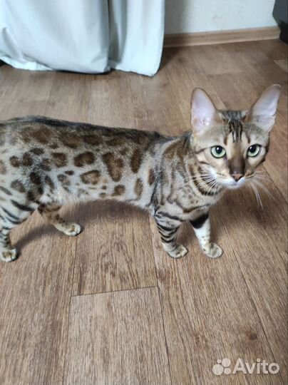 Бенгальская кошка вязка