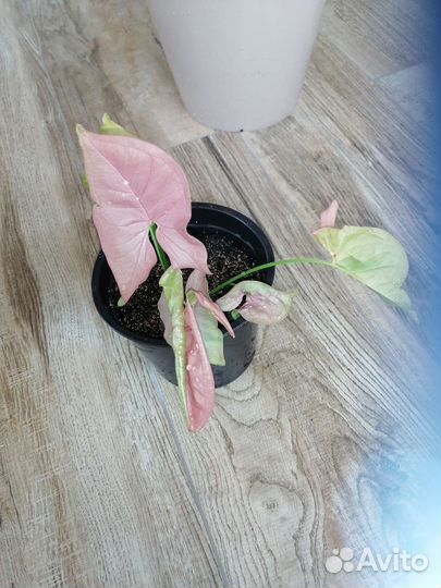 Сингониум неон робуста