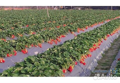 Пленка мульчирующая с перфорацией