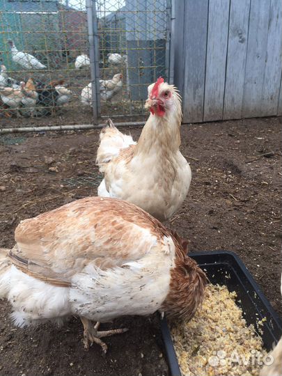 Голошейка, Фавероль. Цыплята, яйцо инкубационное