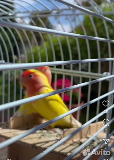 Попугай неразлучник с клеткой