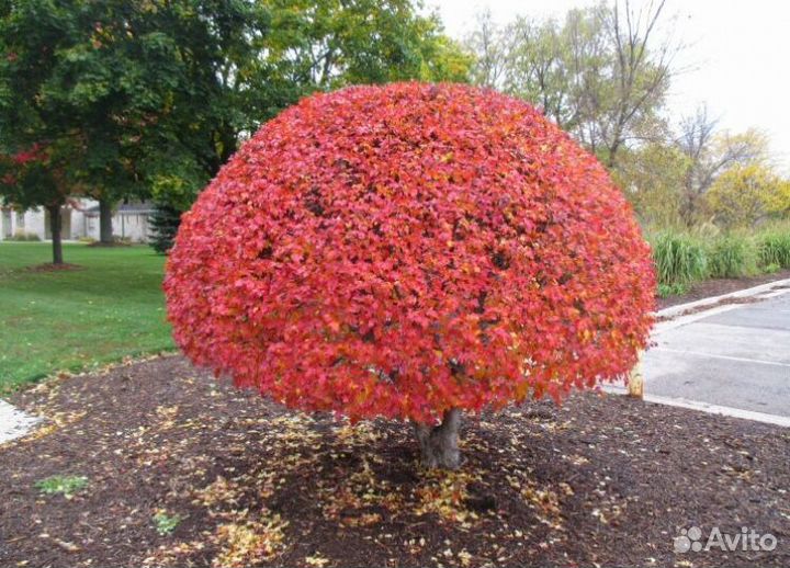 Клён Гиннала