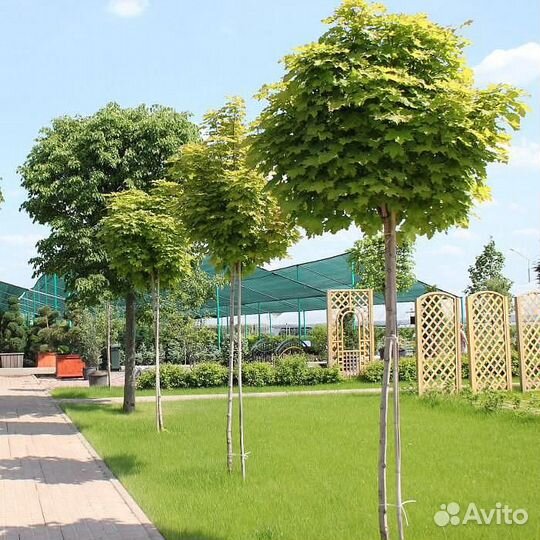 Саженцы для озеленения