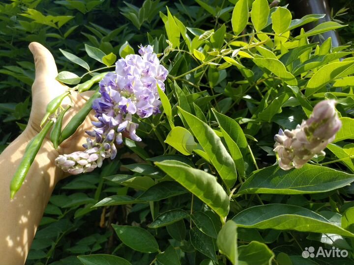 Глициния (вистерия) морозостойкая Blue Moon
