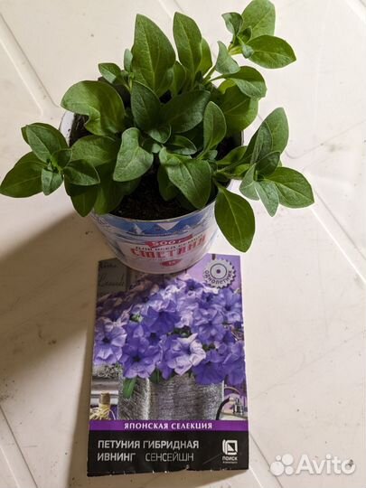 Рассада Петуний