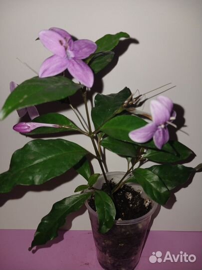 Осенний вальс