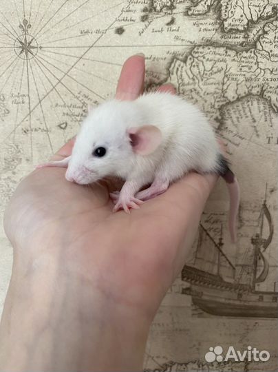 Ручные Крысята Дамбо из питомника.Доставка