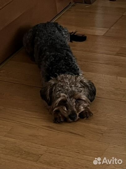 Вязка йорки пу