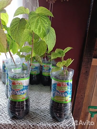 Гортензия саженцы