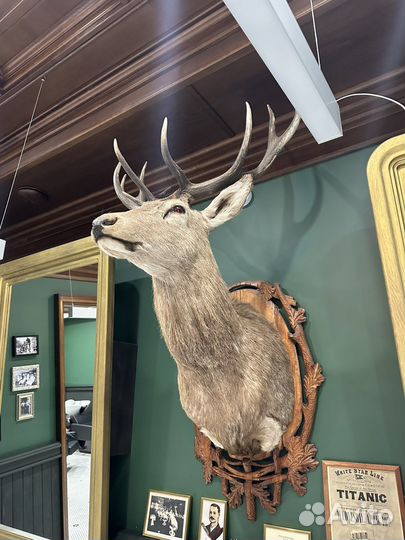 Чучело головы оленя