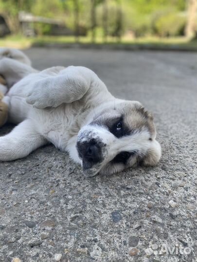 Щенки алабая