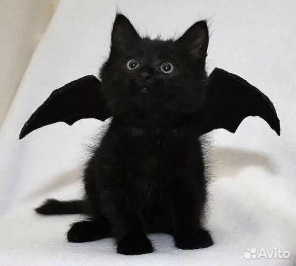 Котенок бесплатно