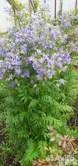 Синюха лекарственная