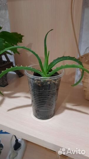 Алоэ лечебный