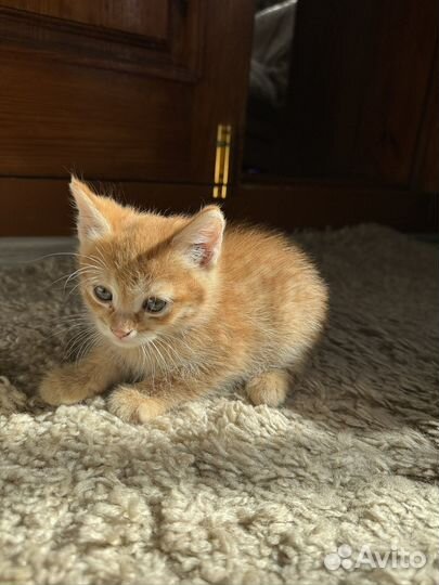 Котята рыжие
