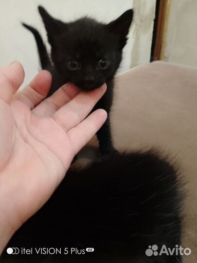 Котята в дар