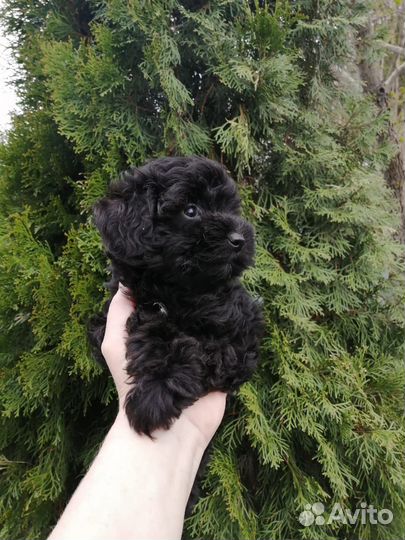 Красавчики