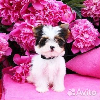 Щенки Бивер