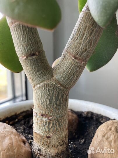 Толстянка Крассула Денежное дерево