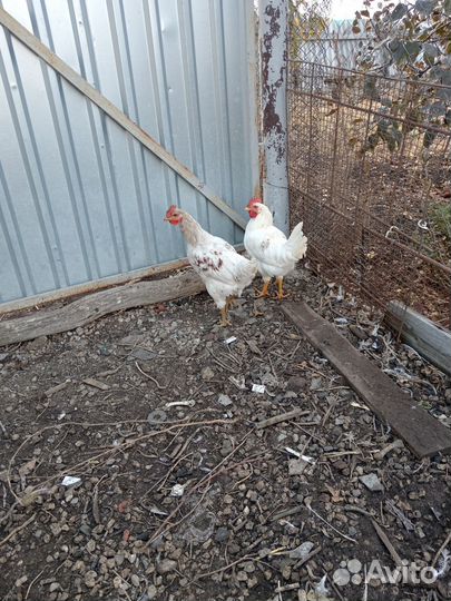 Молодые петухи