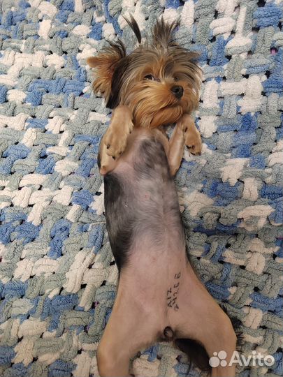 Йоркширский терьер