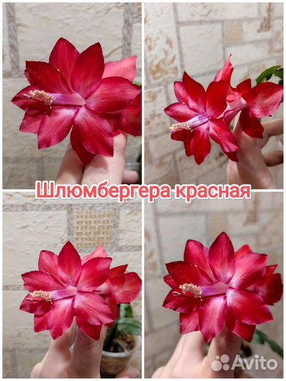 Шлюмбергера, цвет розовый, белый