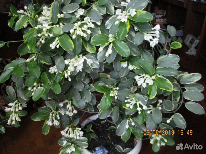 Черенки Стефанотис (мадагаскарский жасмин)