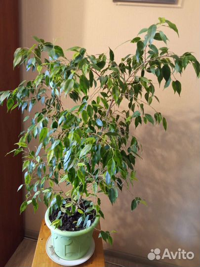 Комнатные растения