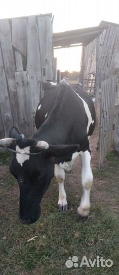 Корова хорошая дойная