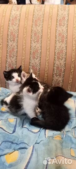 Пушистые друзья