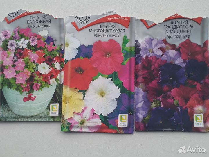 Рассада петуньи