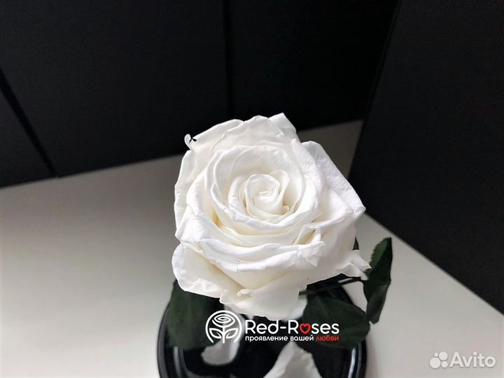 Роза в колбе Премиум