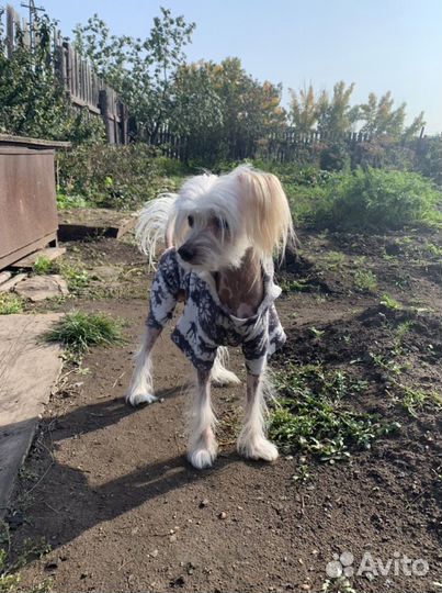 Вязка мальчик