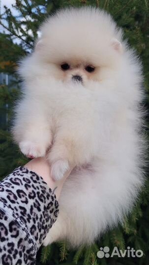 Шпиц девочка