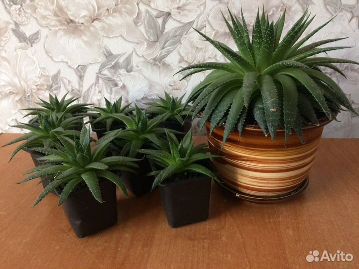 Комнатные цветы